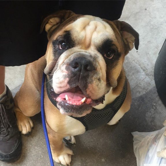 Banded Oak Brewing dog