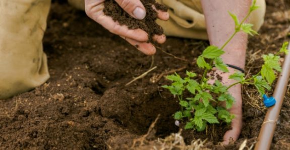 Jester King plants hop farm