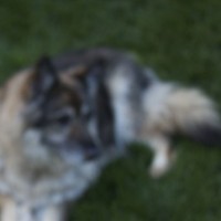 beer and dogs