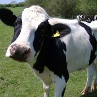 cow beer