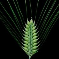 barley-genome-paper