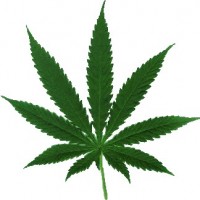 marijuana_leaf