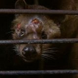 Shot was taken on a civet farm just outside Surabaya, Indonesia