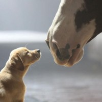 Anheuser-Busch will feature 3.5 minutes of advertising for iconic beer brands Bud Light and Budweiser during Super Bowl XLVIIII, including a spot from Budweiser titled "Puppy Love" that continues the story of 2013's celebrated "Brotherhood" spot with the introduction of a new, young star -- a 10-week-old puppy that forges a bond with the Budweiser Clydesdales. (PRNewsFoto/Anheuser-Busch)