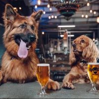 BrewDog puppies BeerPulse