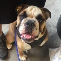 Banded Oak Brewing dog